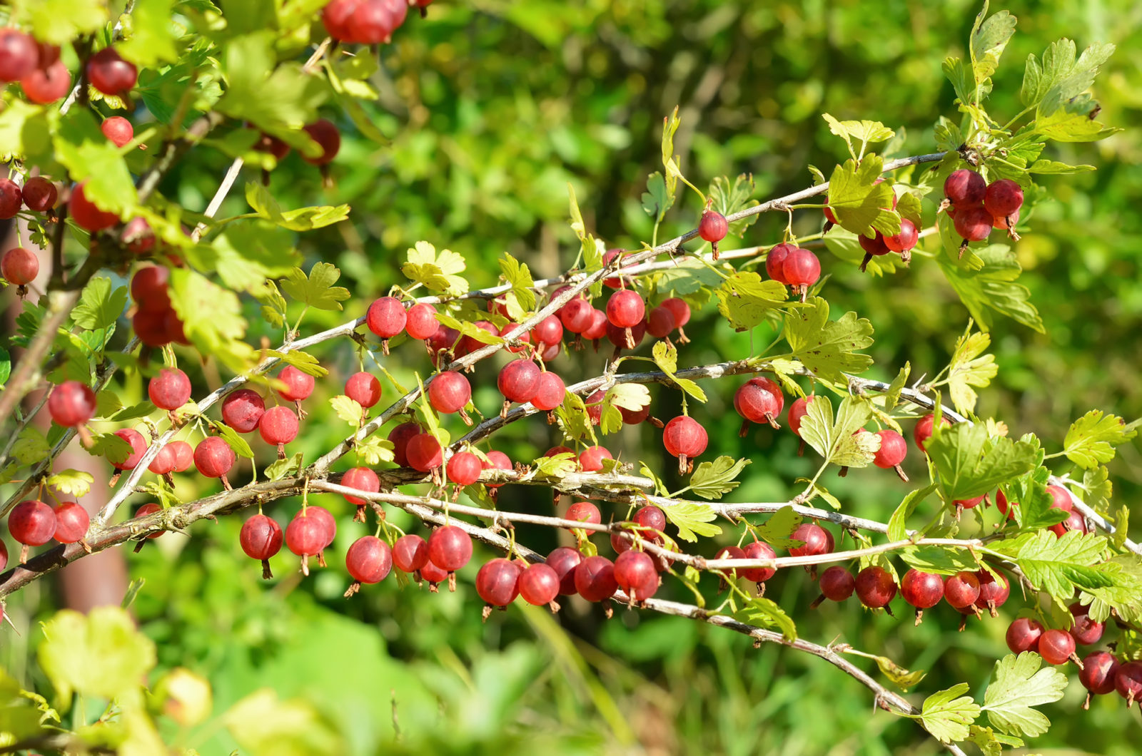 red gooseberry fruits growing from its shrub with green foliage outside