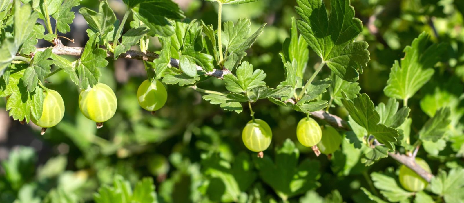 juicy green gooseberries growing on a bush outside