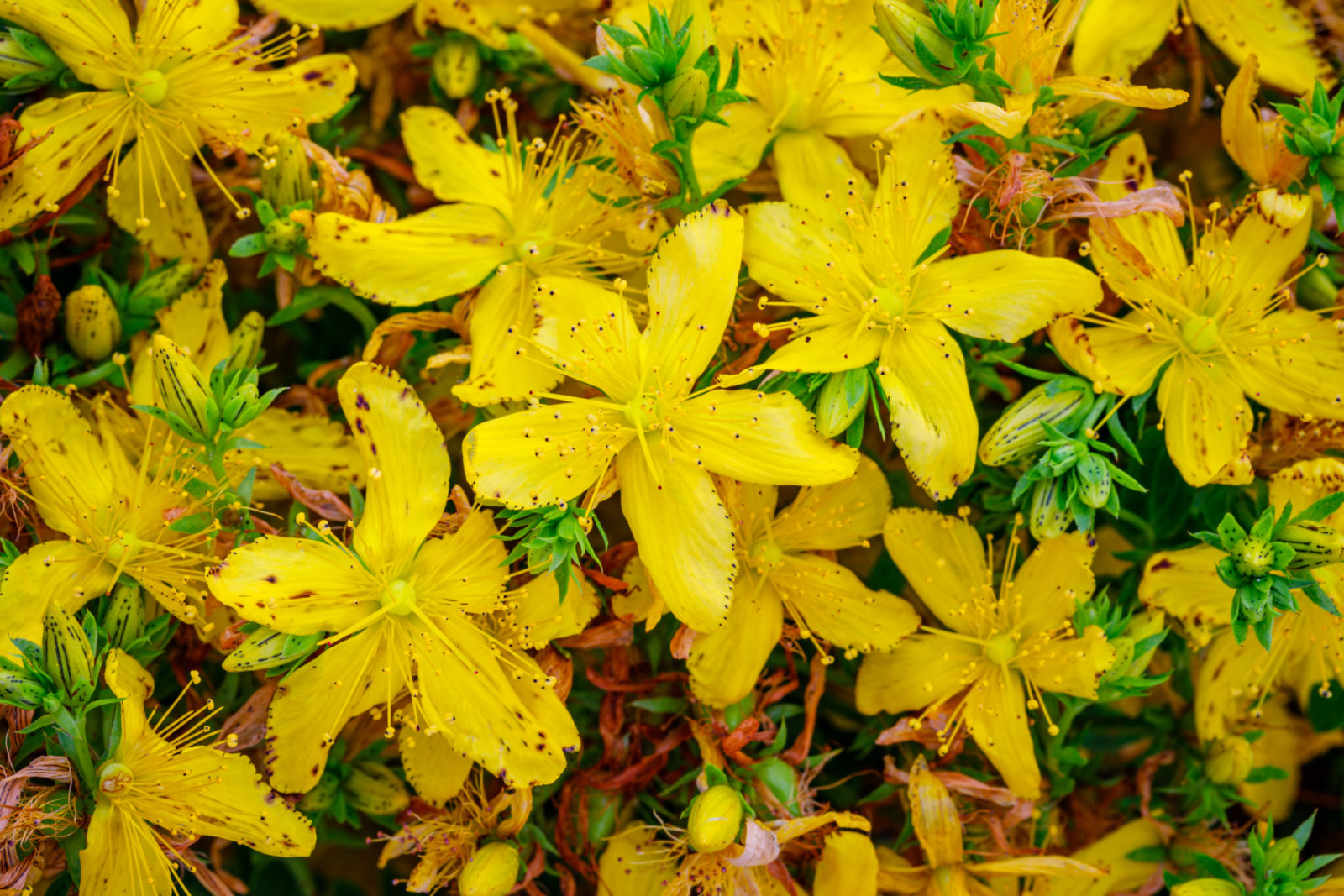 yellow star-shaped flowers from a hypericum shrub growing outside