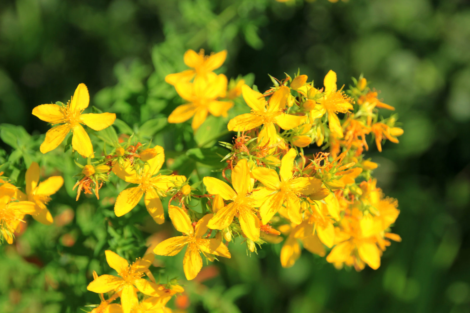 yellow flowering hypericum plant growing outdoors