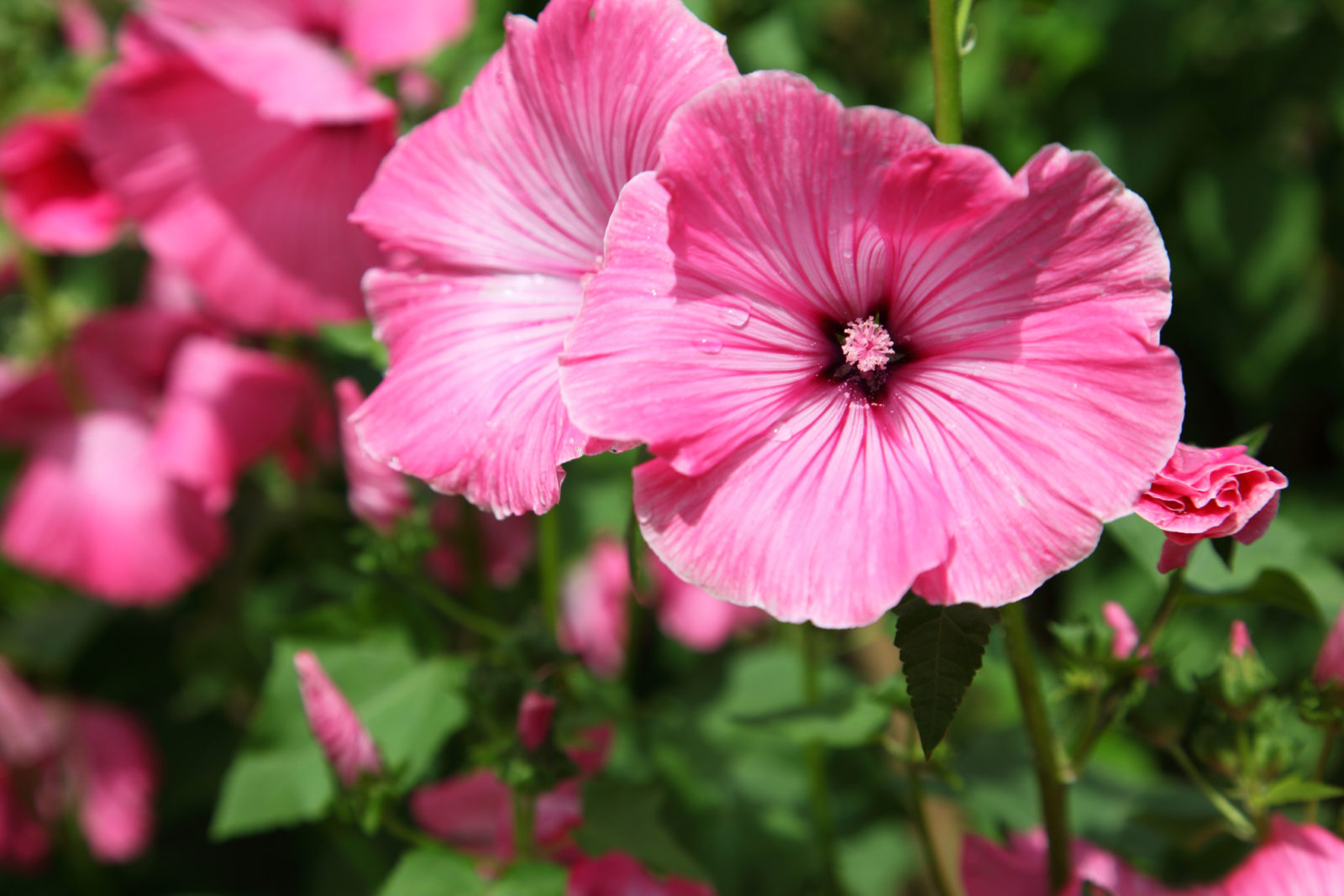 pink flowering lavatera plant growing outside
