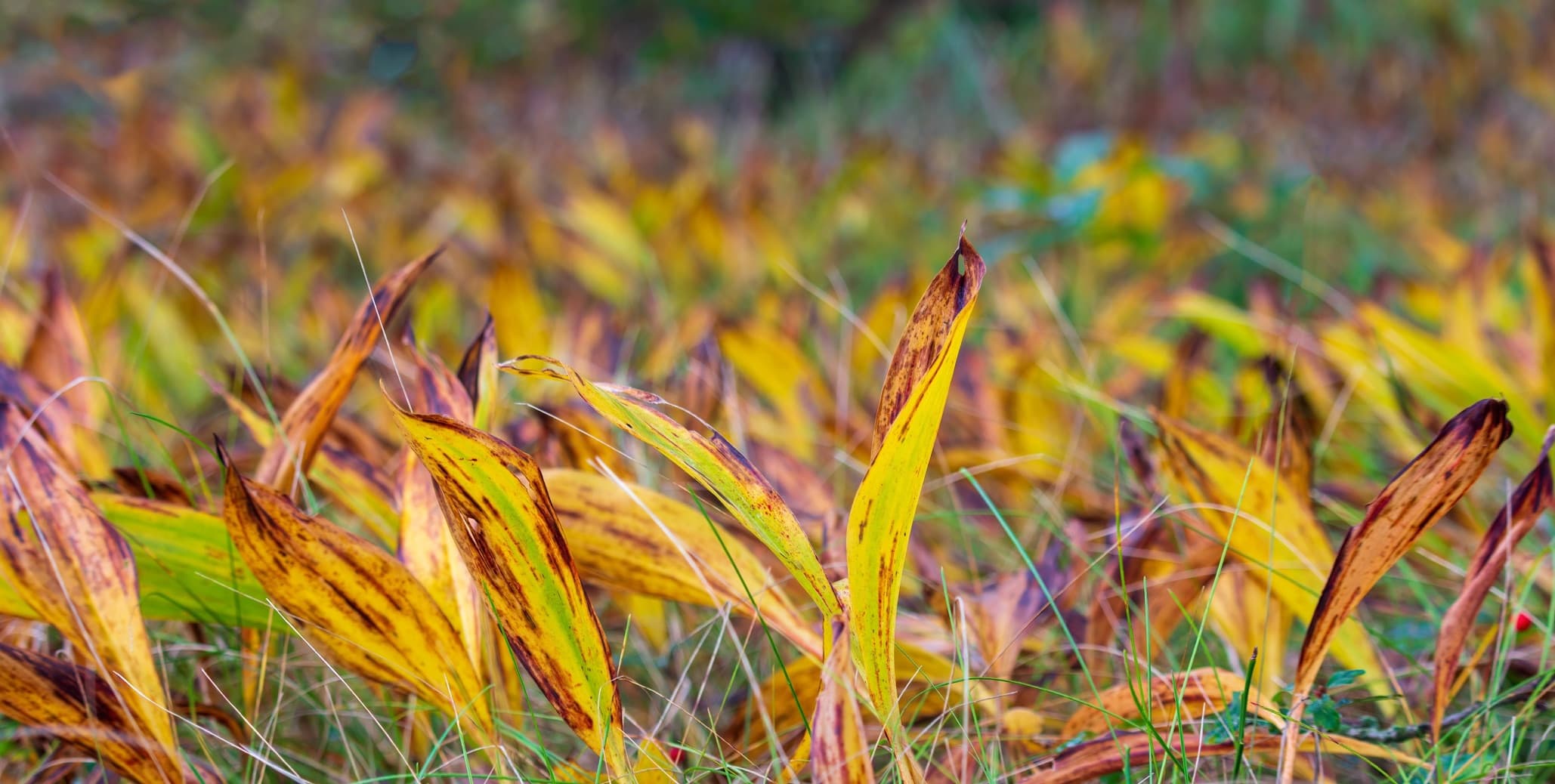 How To Prune Lily Of The Valley Horticulture.co.uk
