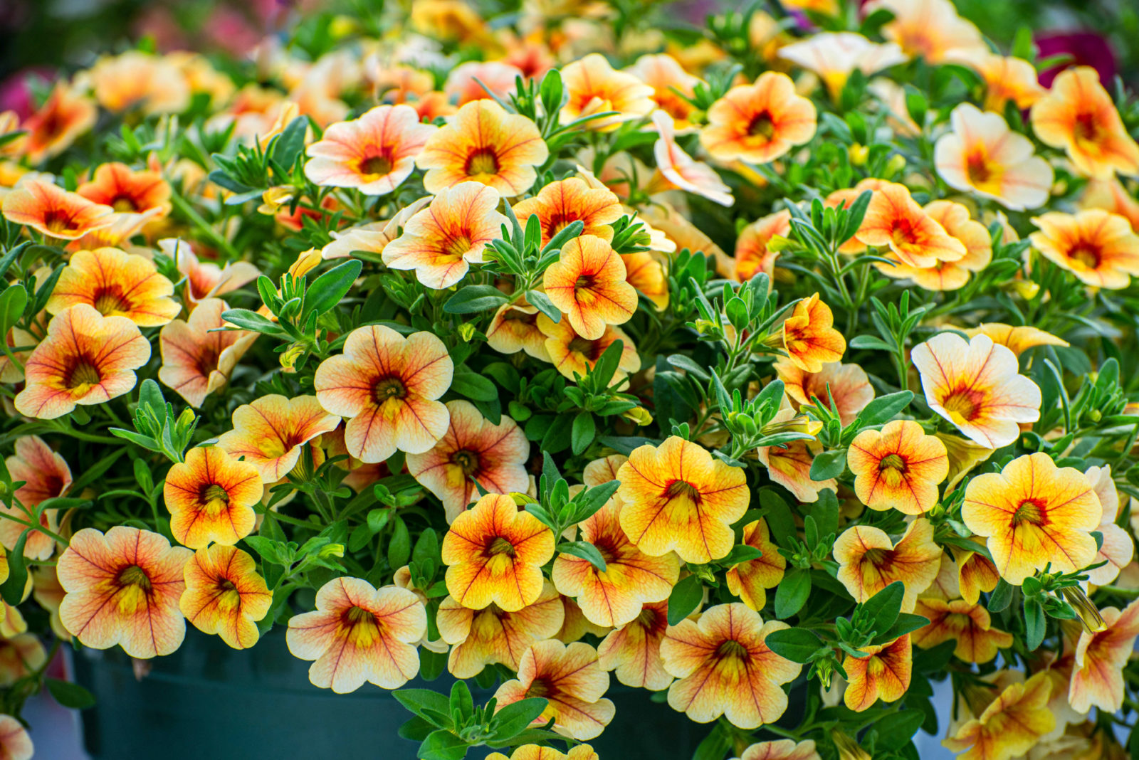 orange and yellow flowers from a calibrachoa plant growing outside