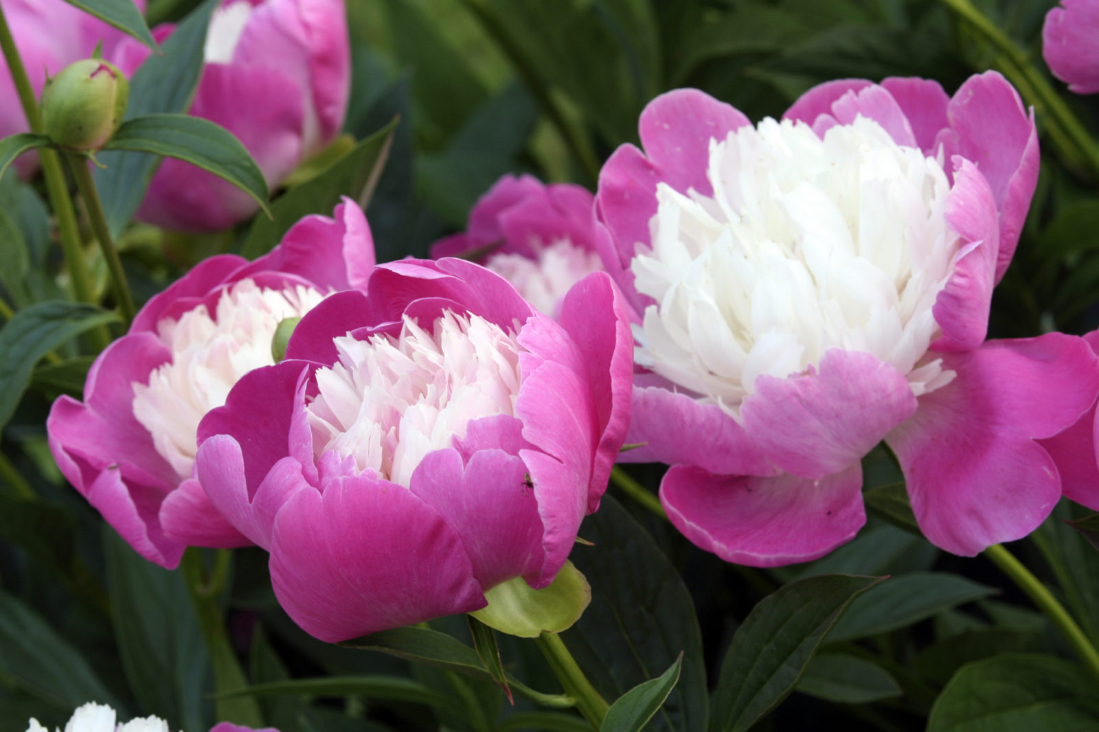 pink and white flowering peonies growing outside