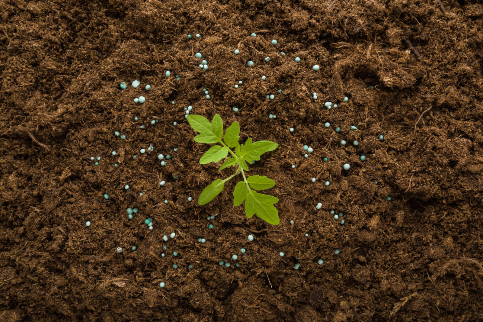 small plant seedling growing in the ground surrounded by blue fertiliser pellets