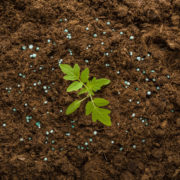 small plant seedling growing in the ground surrounded by blue fertiliser pellets