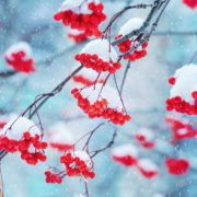 red berries from a rowan tree covered in snow