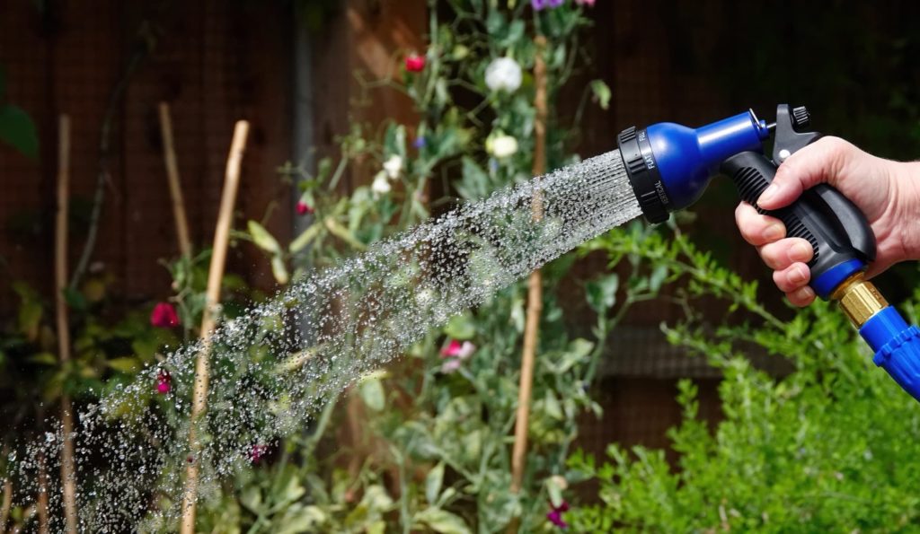 When Is The Best Time To Water Plants? Horticulture.co.uk