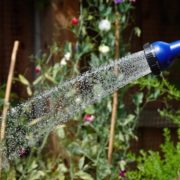 blue hose pipe head being used to water plants in the garden