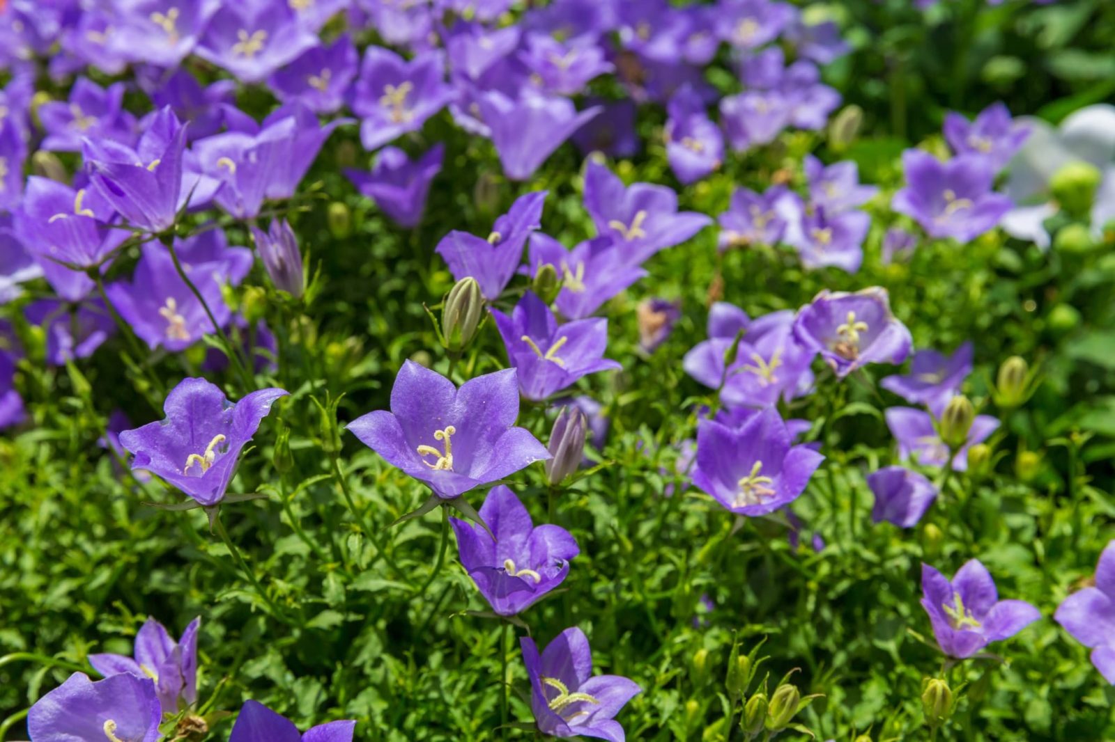 stunning purple flowers and white stamen on many platycodon flowers