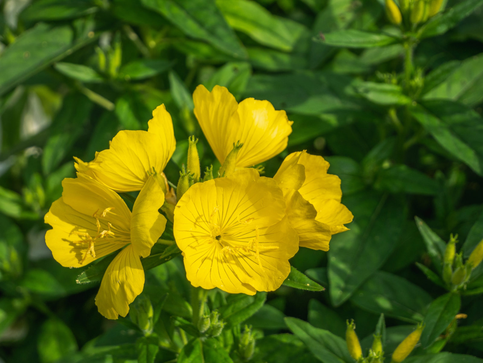 yellow flowering primrose plant with dark green foliage growing outdoors