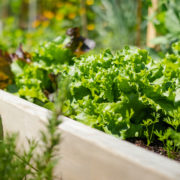 green leafy vegetable growing in a raised bed outside