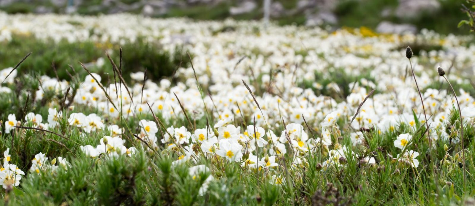 low growing Helianthemum apenninum with white flowers during spring