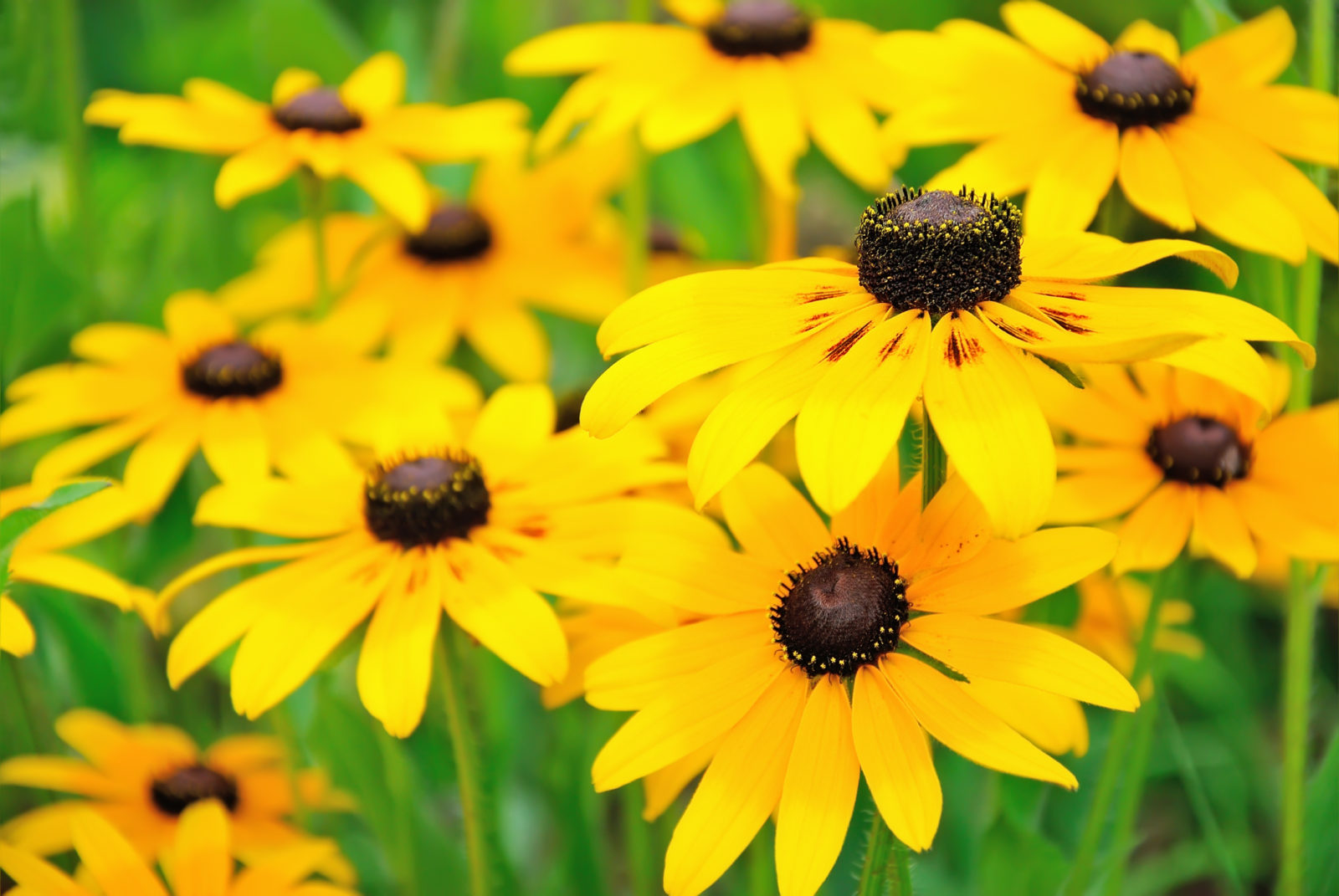 yellow flowering rudbeckia growing in a field outside