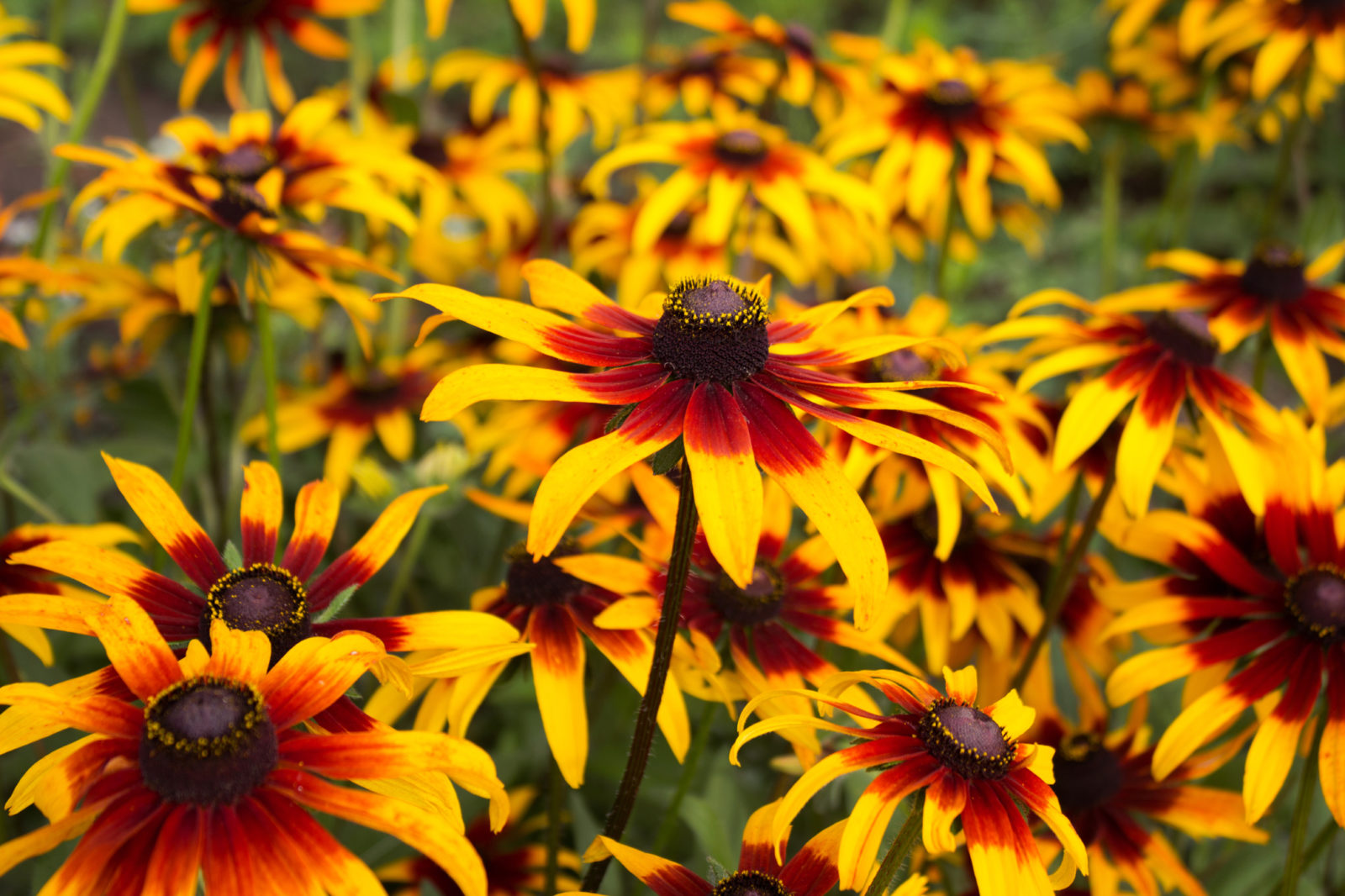 rudbeckias with yellow and red petals and black centres growing outside in a field