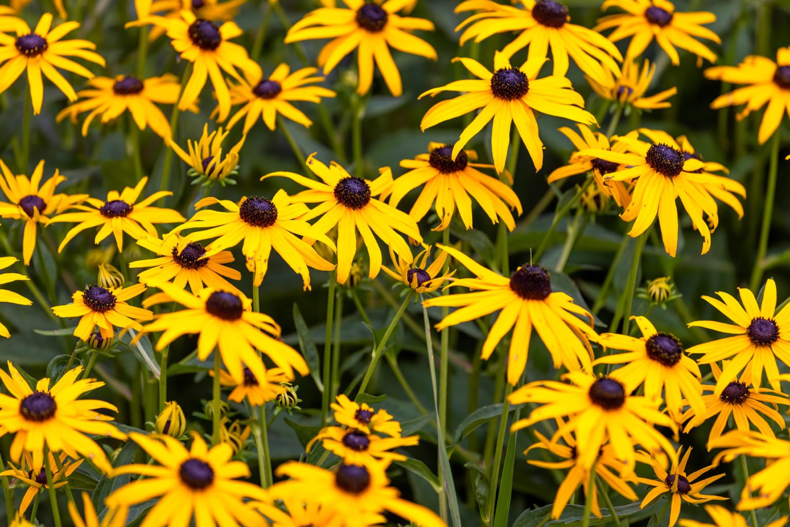 yellow flowering rudbeckias with black centres growing outside in a field