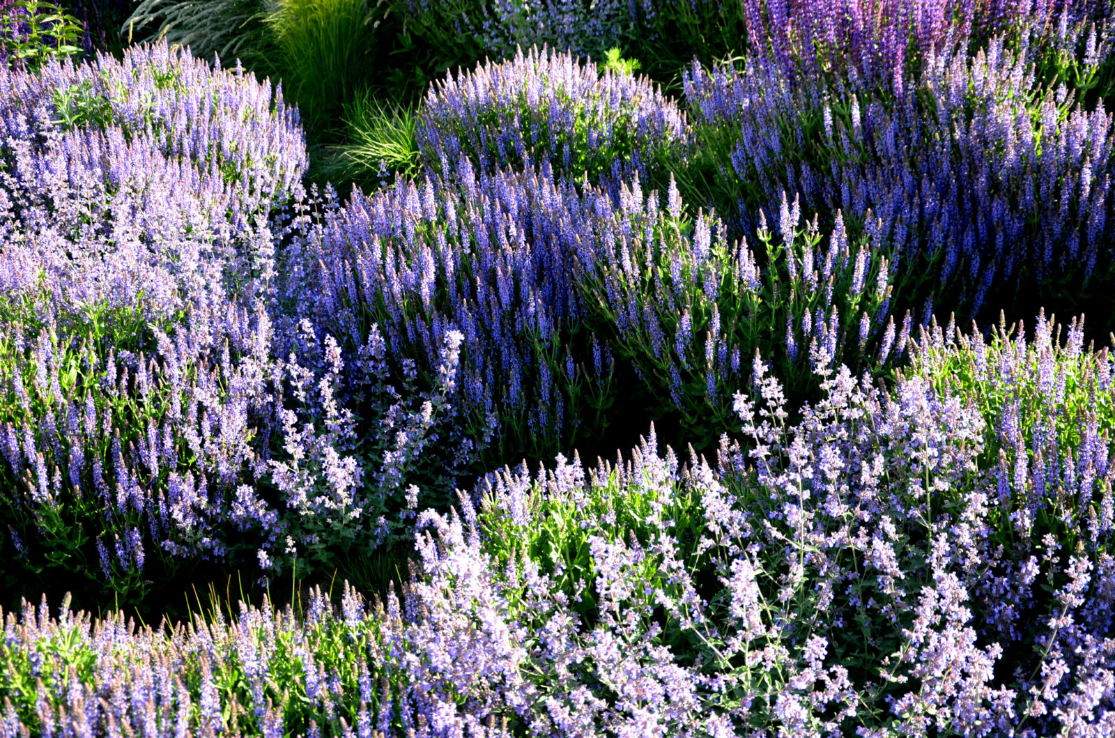 purple flowering salvia shrubs growing outside next to each other