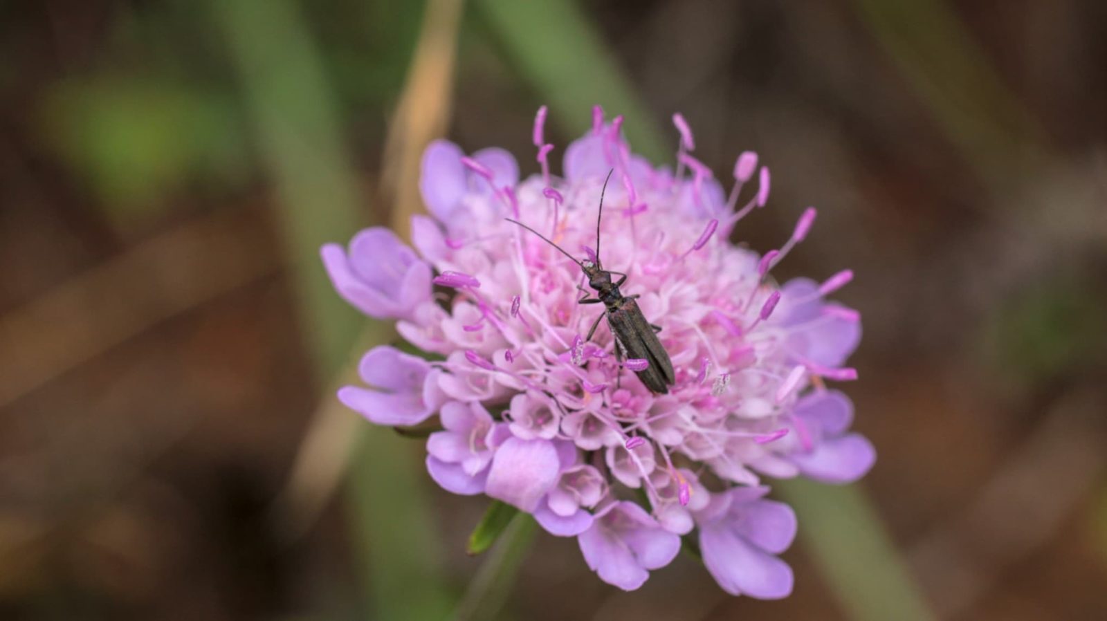 insect sat on a pink Scabiosa columbaria flower