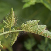 red spider mites and their webs on the leaves of a plant