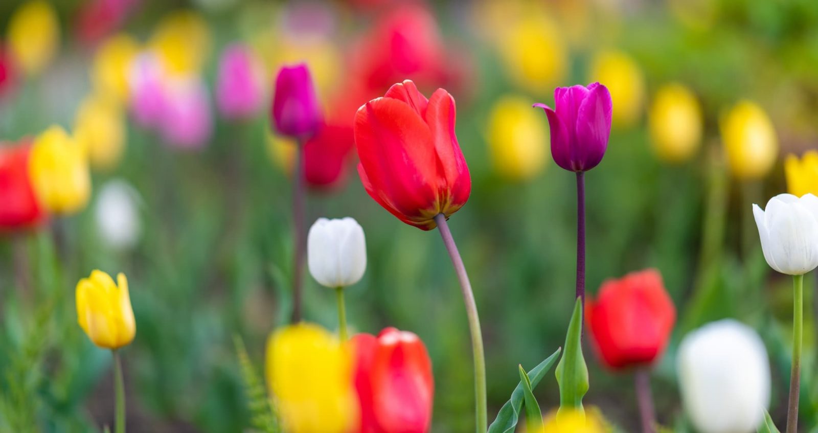 tulips in a field with red, white, yellow and purple flowerheads on single stems
