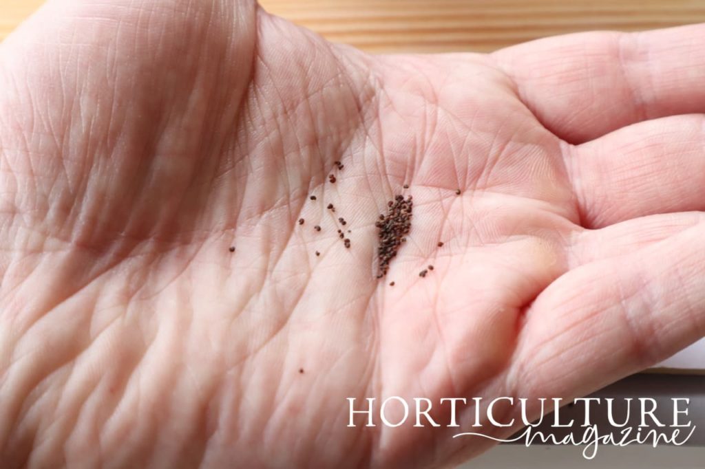 poppy seeds shown resting in the palm of a hand