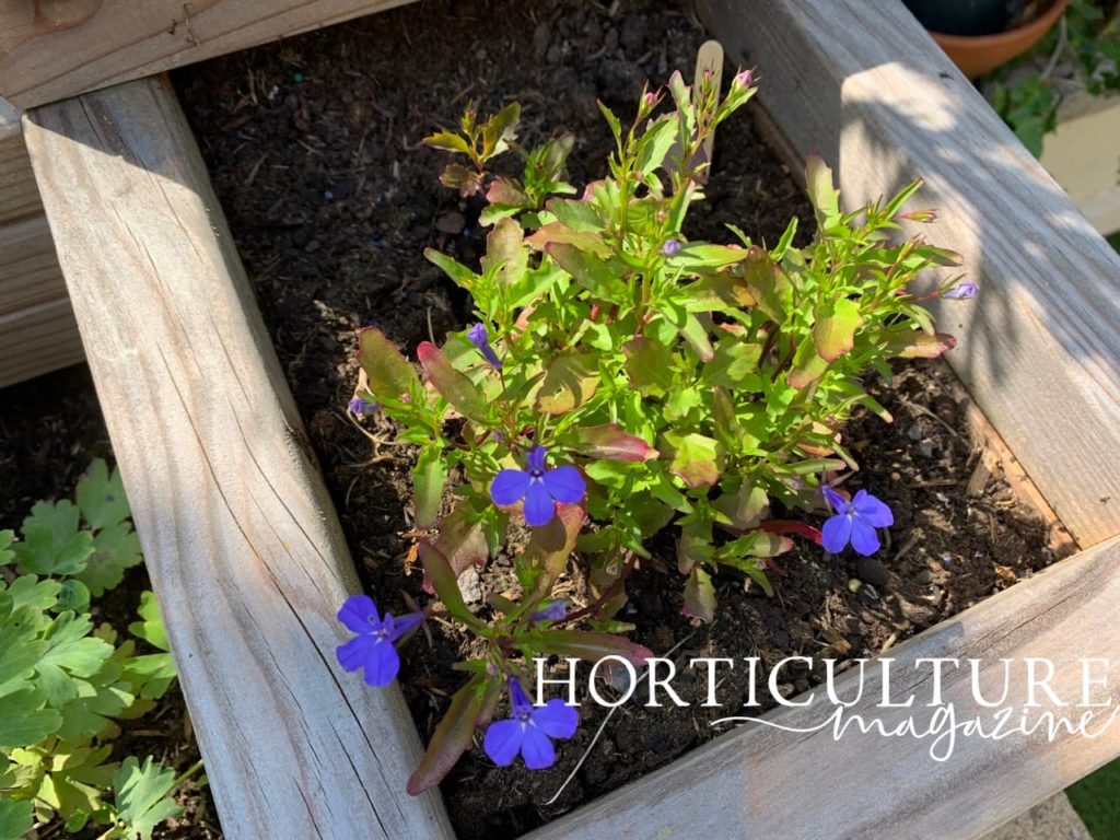 first flowers from a seedling lobelia growing in a raised planter
