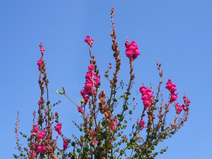 How To Deadhead Snapdragons In 3 Steps Horticulture.co.uk