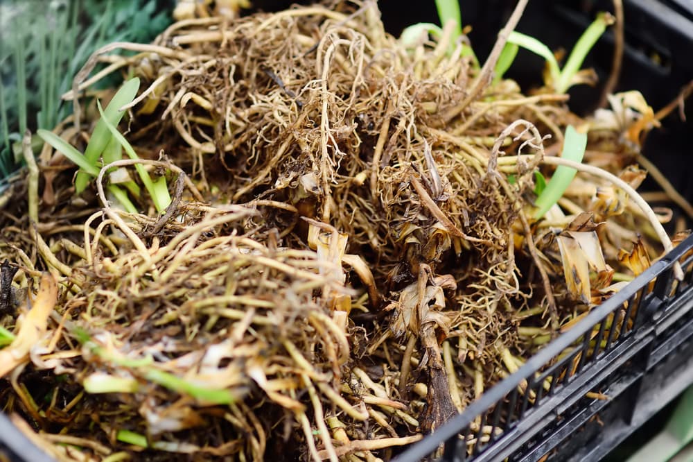 uprooted daylilies placed in a plastic tray