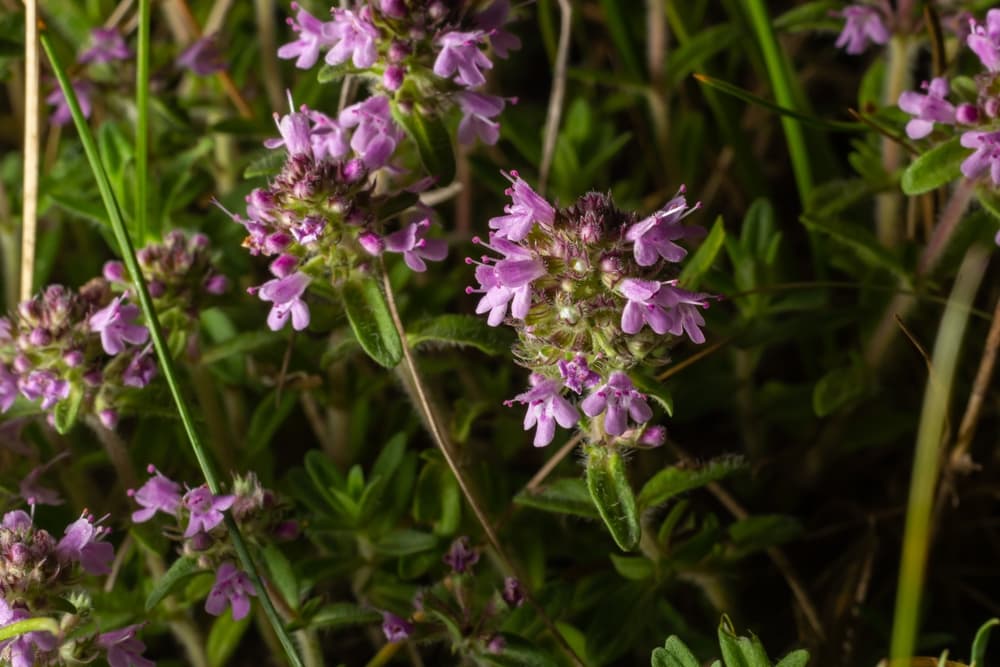 pink flowering Breckland wild thyme