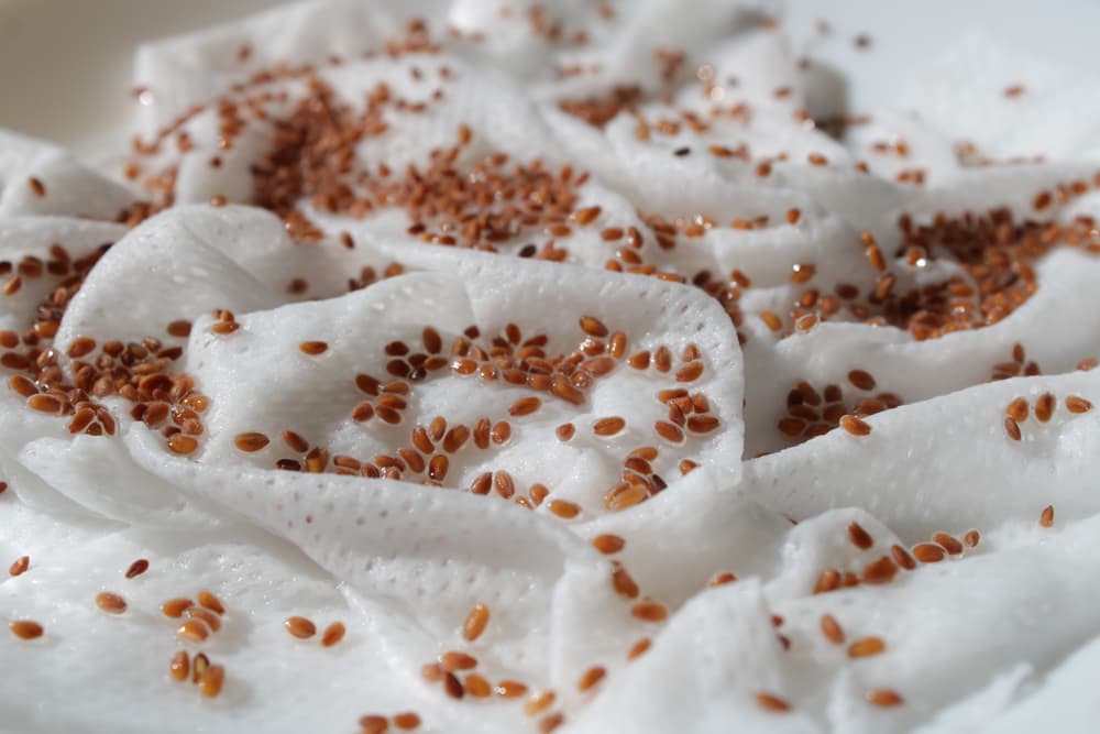 cress seeds watered on kitchen roll