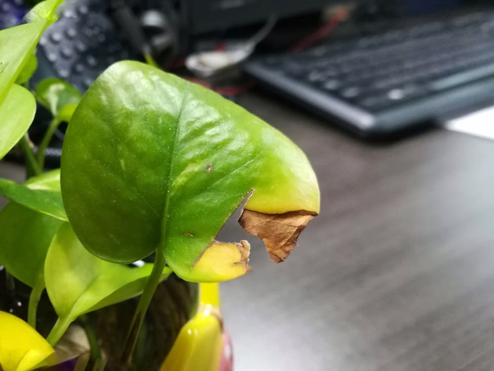 brown spot on the leaf of a money plant with desk objects in the background including a keyboard and telephone