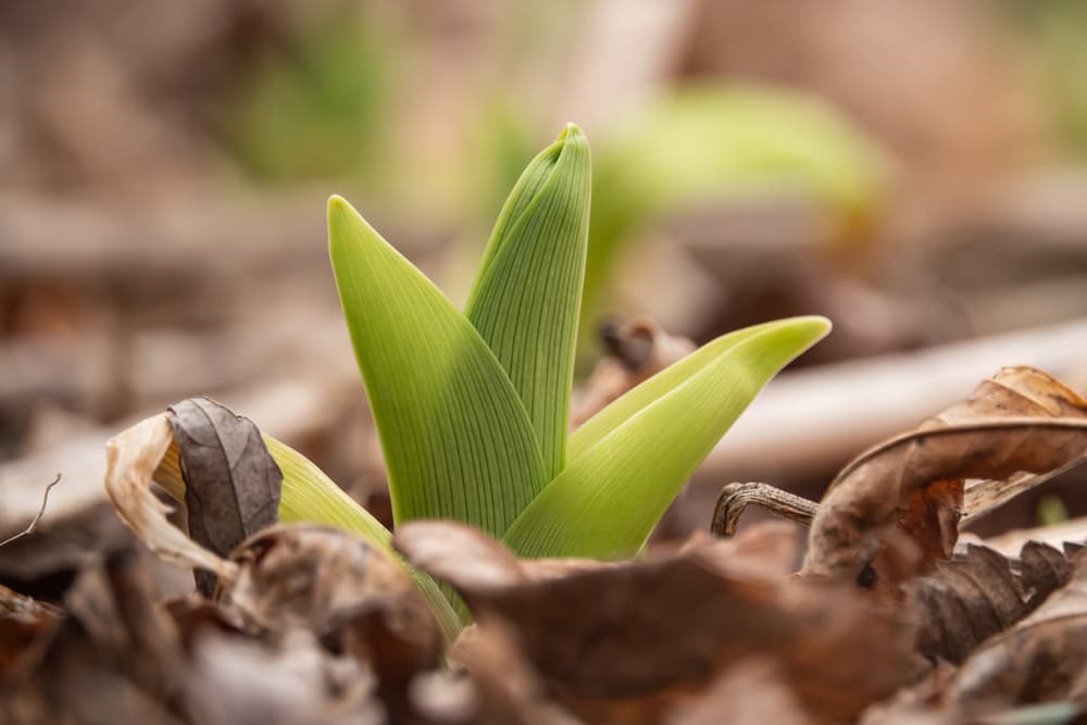 fresh green hemerocallis sprouting from ground covered in brown wilting leaves