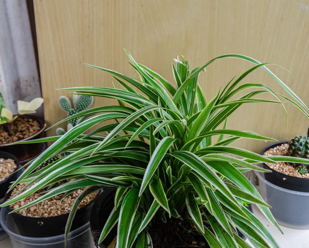 C. comosum 'Vittatum' with slender and spiky white and green leaves, growing alongside various succulents