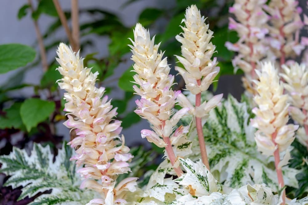 stalks of pink and cream coloured A. mollis ‘Whitewater’