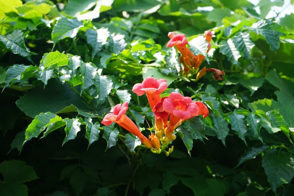 dark green leaves and pink and orange flowers of Campsis × tagliabuana 'Madame Galen'