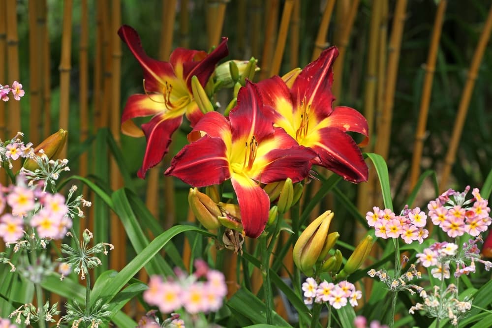 H. 'Ruby Spider' with yellow and burgundy flowers, with some buds yet to bloom