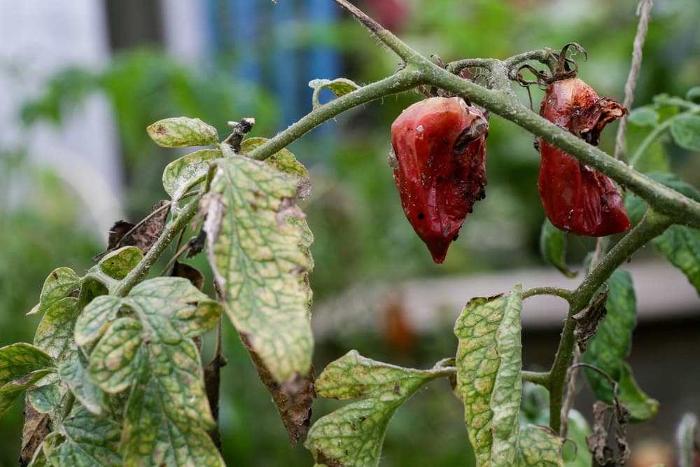 tomato plant with wilting foliage and rotting fruit that is clearly affected by blight
