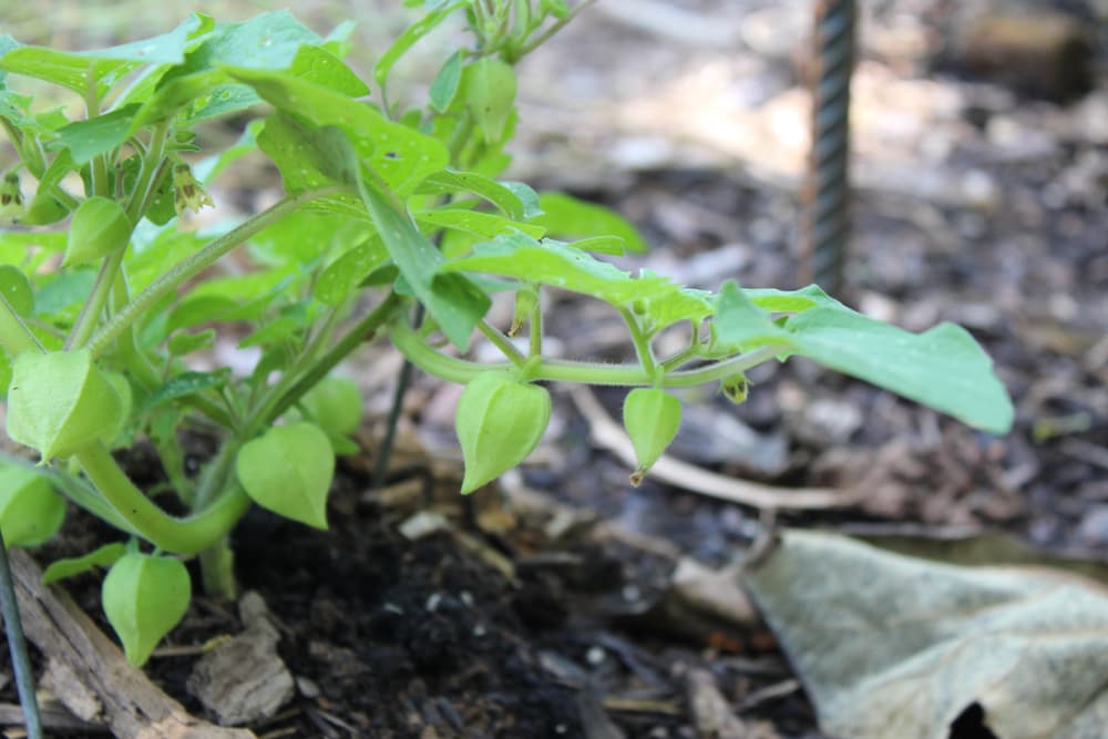 unripened tomatillo plant fruits in a mulched garden bed