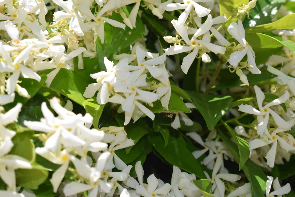 white star-shaped prolific flowers of Trachelospermum jasminoides