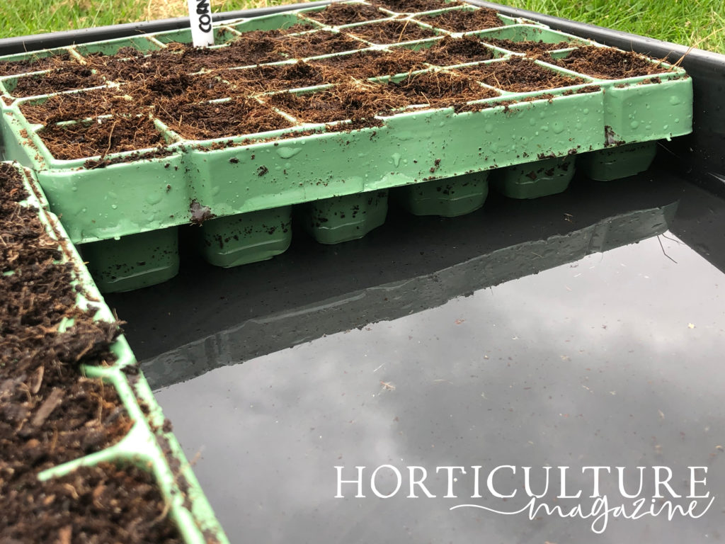 seed trays that have been placed in a larger water tray outside