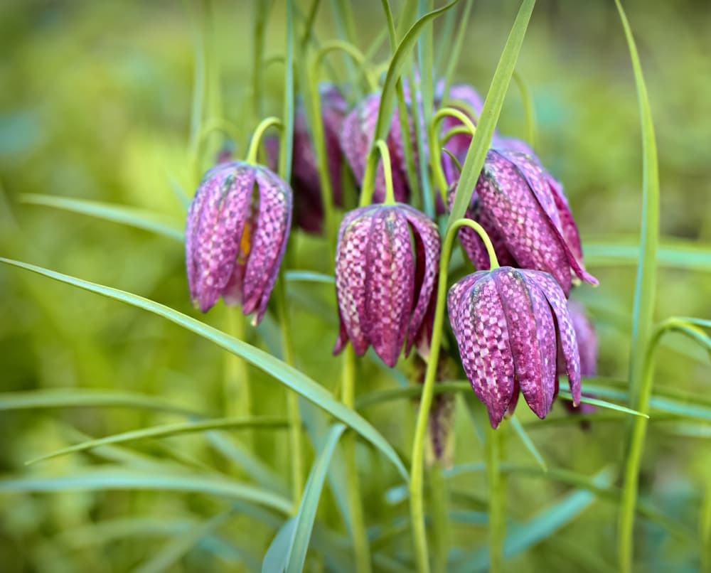 purple hanging flowers of Snake's head fritillary on long green stems