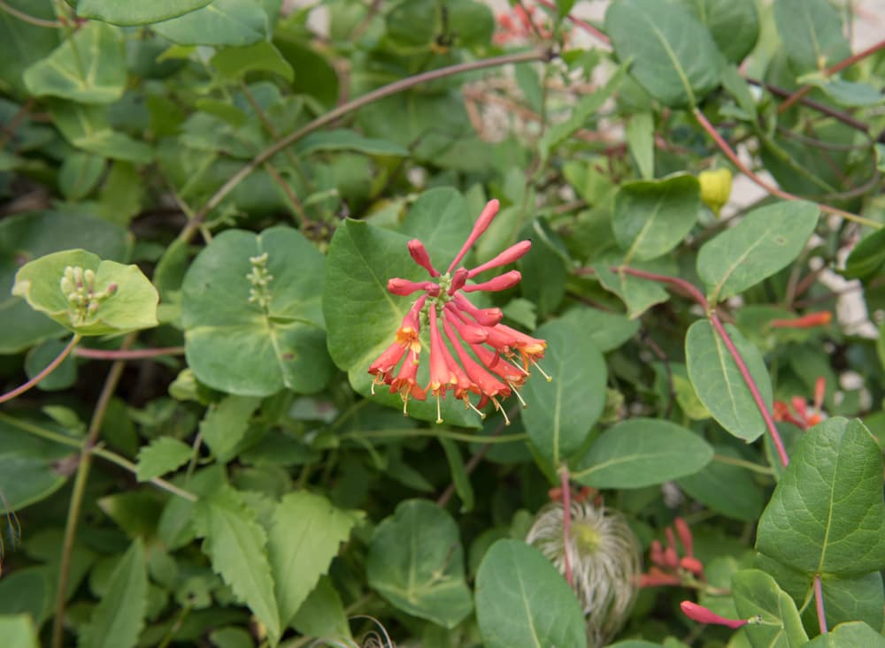 early budding flowers of Lonicera x brownii 'Dropmore Scarlet'