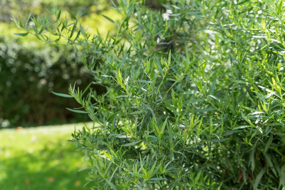 leafy tarragon growing as a large bush in a garden