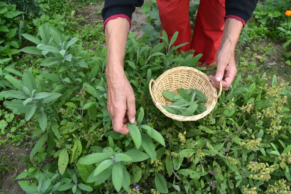 elderly gardener picking sage leaves and placing them in a small wicker basket