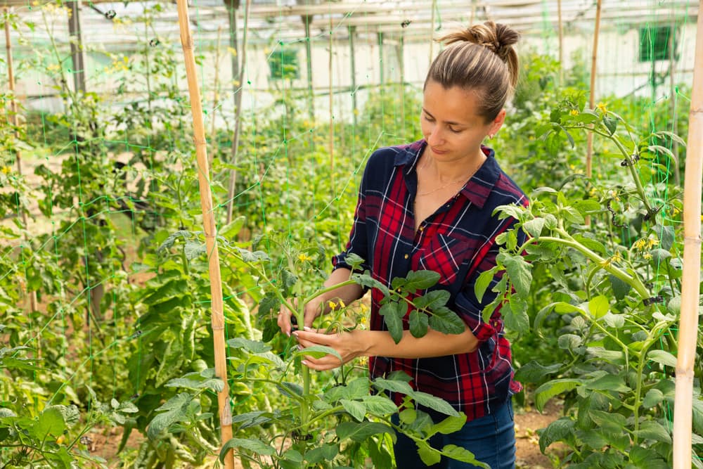 gardener in a large greenhouse tying cordon tomatoes to a large bamboo cane