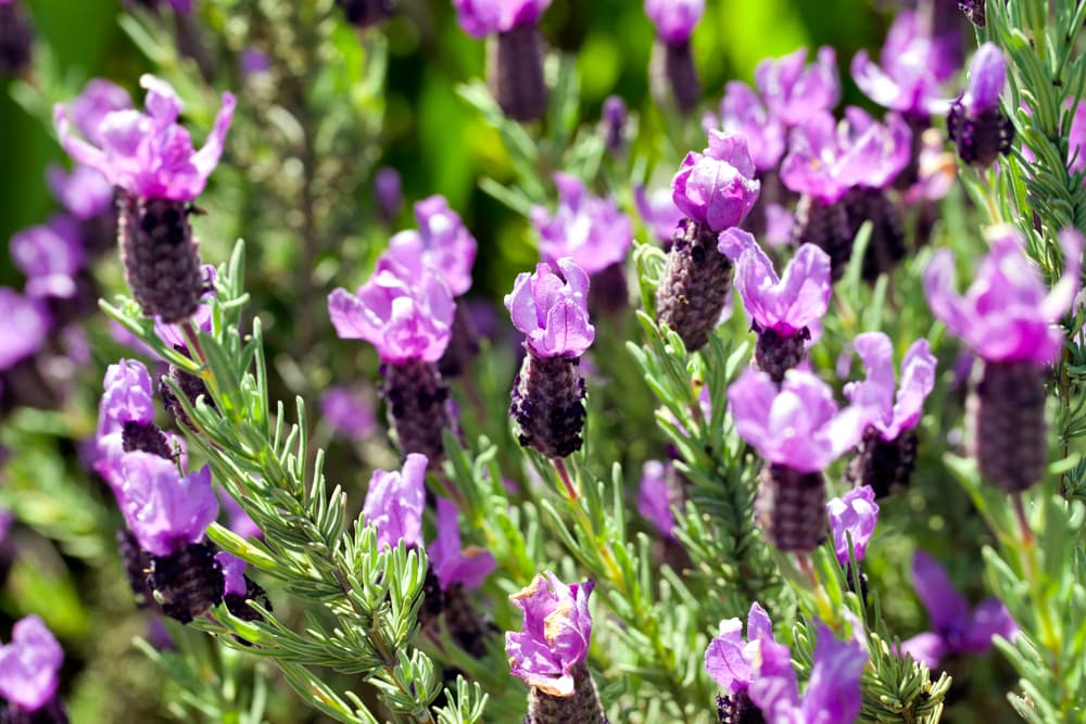 bright pink flowers and large purple heads of Lavandula stoechas