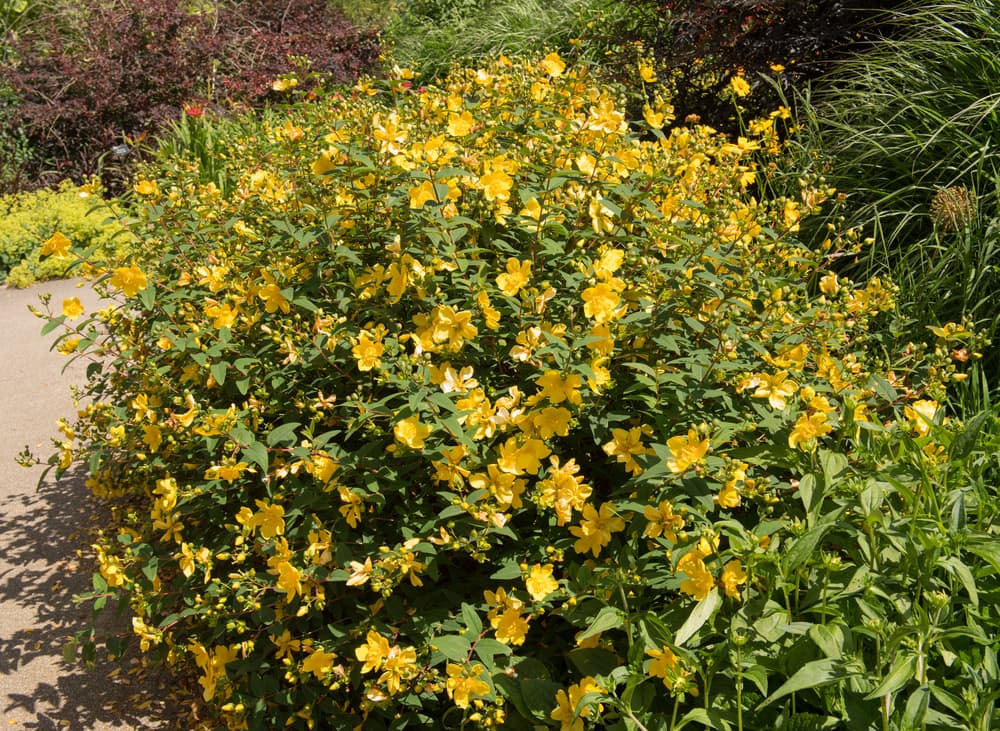 yellow flowers of Hypericum (St John's Wort) in a flower bed