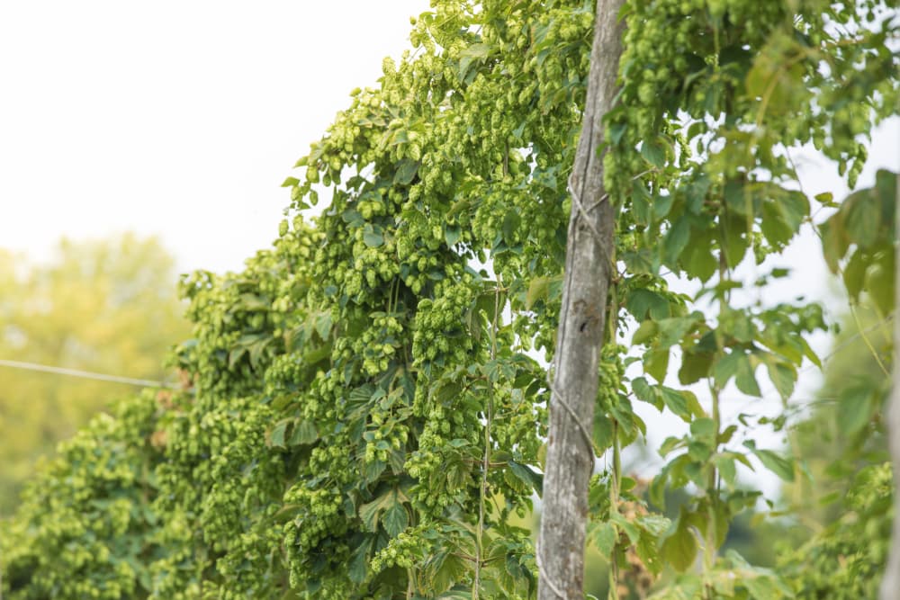 very tall hops plants growing up a timber support structure