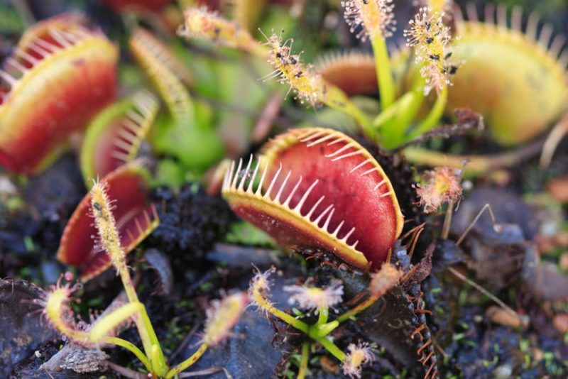 How To Grow & Care For A Venus Fly Trap Horticulture.co.uk