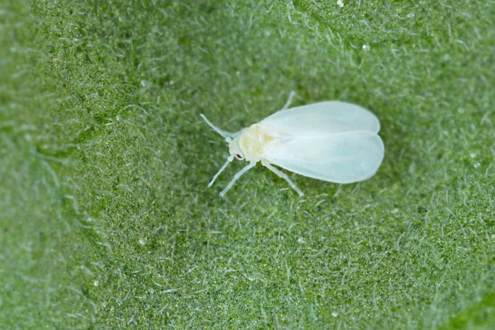magnified view of a single glasshouse whitefly bug on the leaf of a plant
